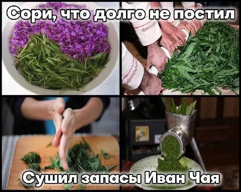 Иван-чай сушил запасы