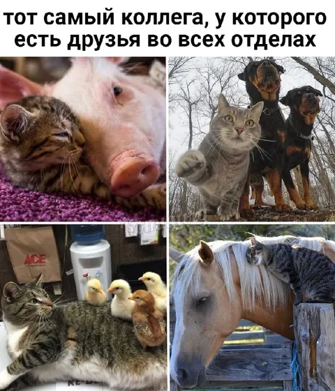 Коллега со связями во всех отделах