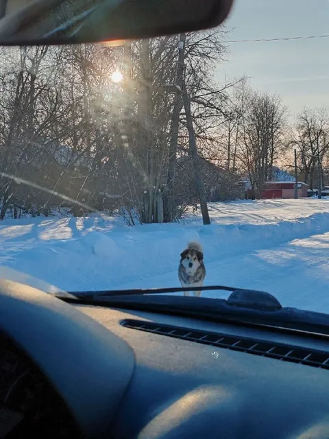 Собака остановила машину