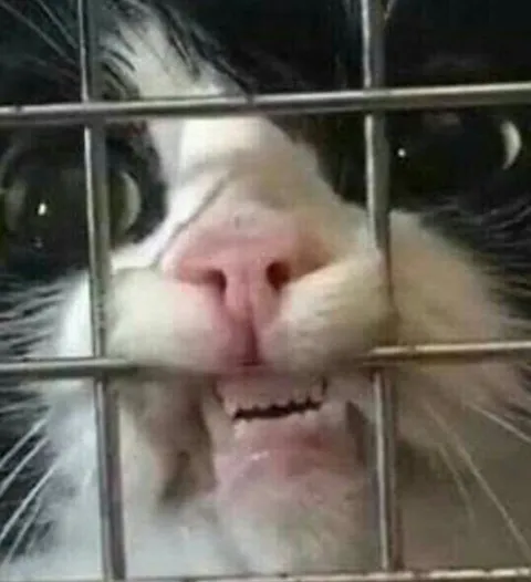 Кот за решёткой