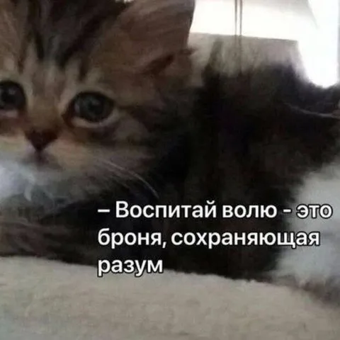 Котёнок и сила воли