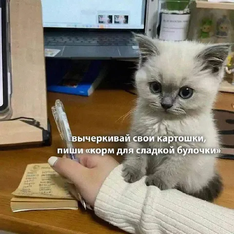 Котёнок пишет корм для сладкой булочки