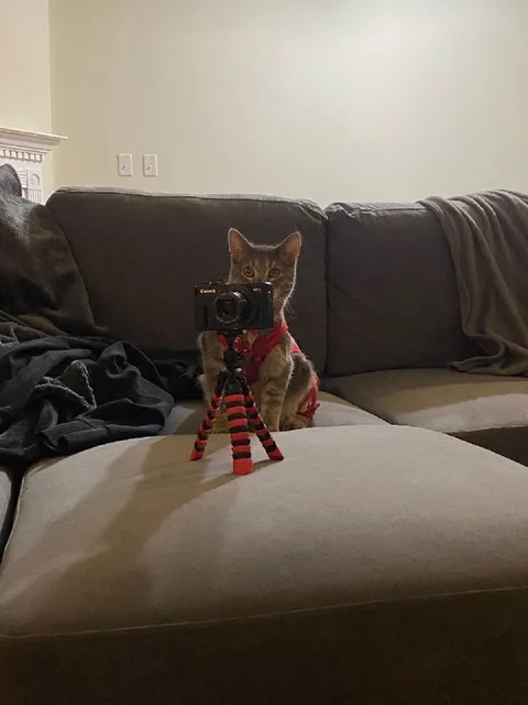 Кот снимает на камеру