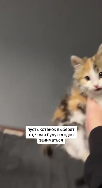 Котёнок выбирает сериалы вместо работы