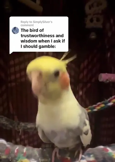 Wise Bird Says Gamble