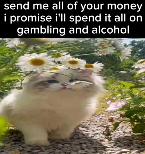 Cat Demands Money for Gambling