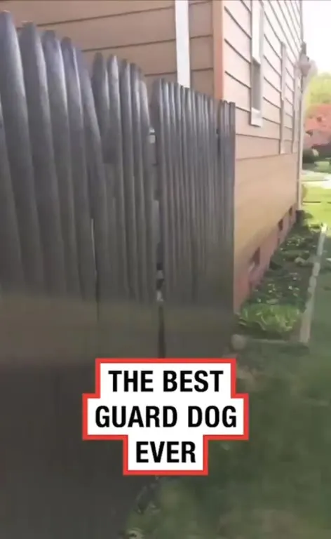 The Best Guard Dog Ever