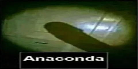 Anaconda on the Floor
