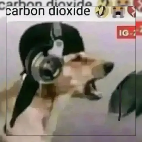 Dog Breathes Carbon Dioxide