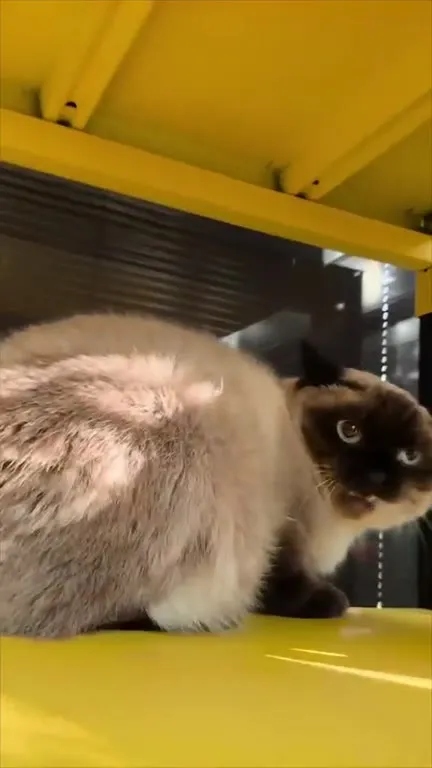 Кот в шоке под музыку