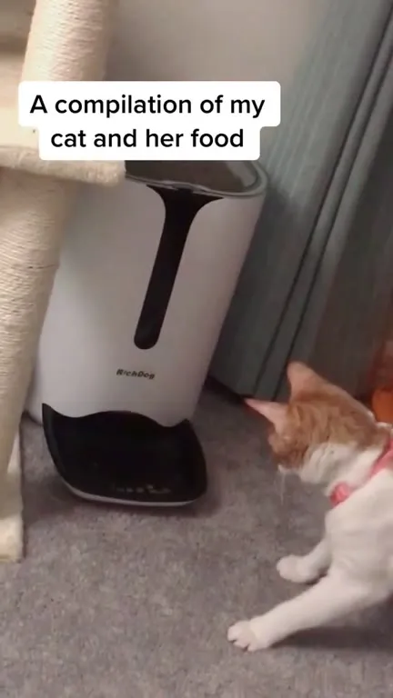 My Cat and Her Food Compilation