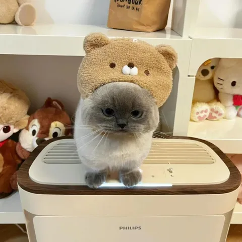Суровый кот в шапке медведя