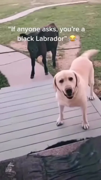 Black Labrador Cover Story