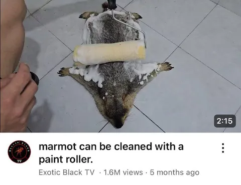 Marmot Cleaned With Paint Roller