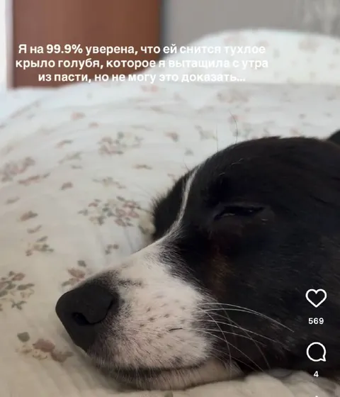 Собаке снится тухлое крыло голубя
