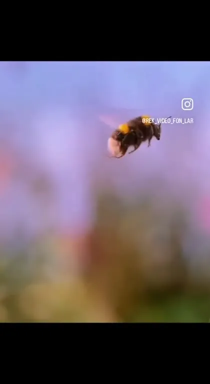 Unstoppable Bumblebees Collide