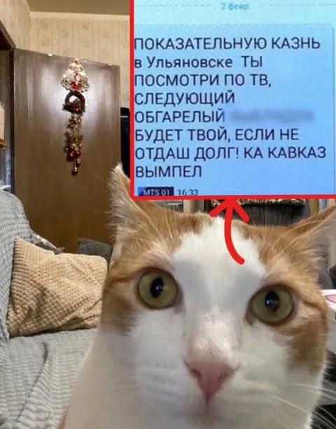 Кот с угрозой по телевизору