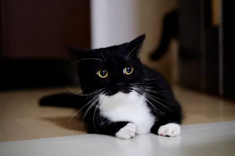 Чёрный кот с белой грудкой