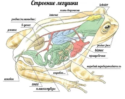 Строение лягушки по-мемному