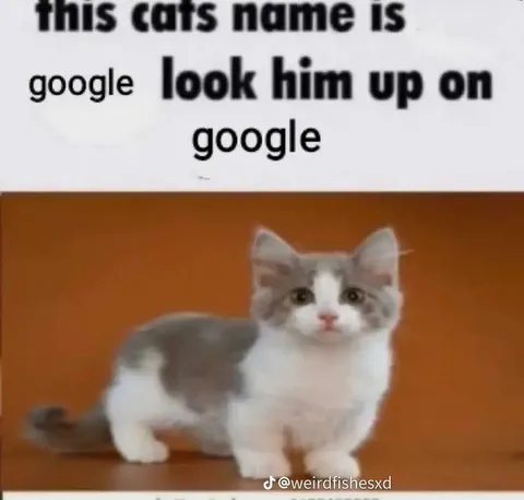 Cat Named Google