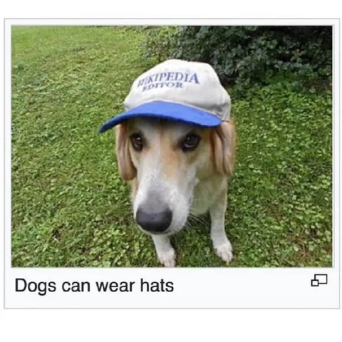 Dogs Can Wear Hats