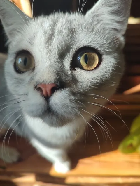 Кот смотрит прямо в душу