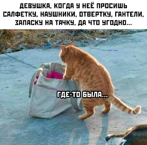 Кот, который всё одолжил