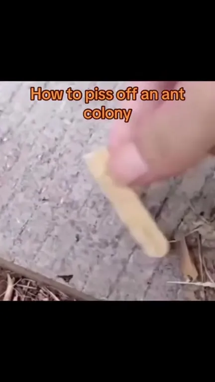 How to Piss Off an Ant Colony