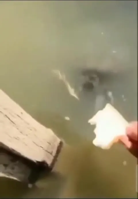 Чудовище выплывает за хлебом