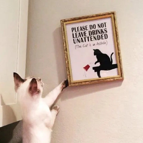 Cat Steals Unattended Drinks