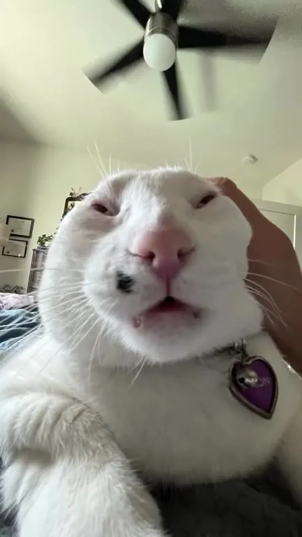 Cat Complains About the Customer