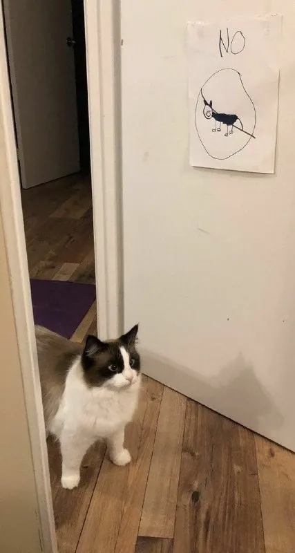 Cat Faces a Firm No