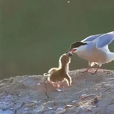 Чайка уносит добычу