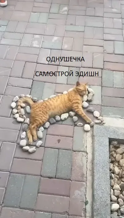 Котёнок самоевдической лежанки