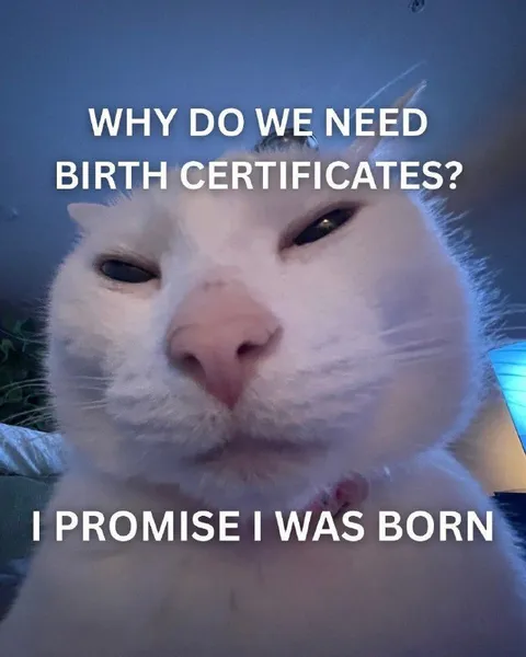 Cat Questions Birth Certificates