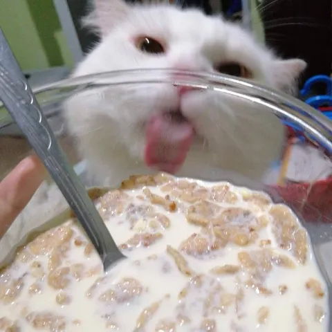 Кот ворует хлопья из миски