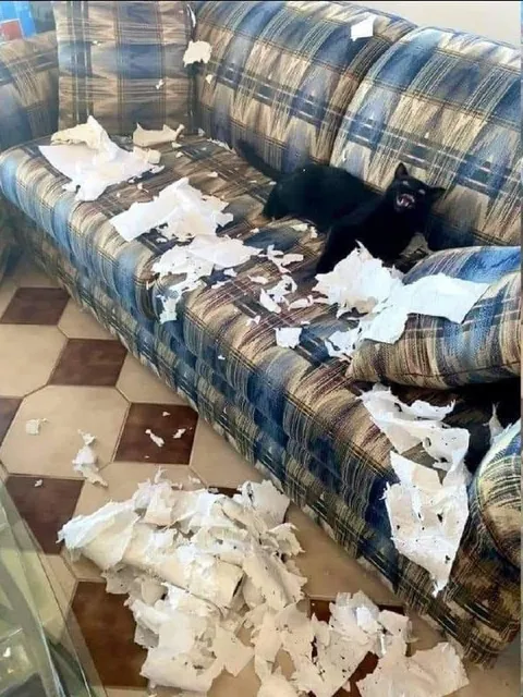 Кот устроил погром