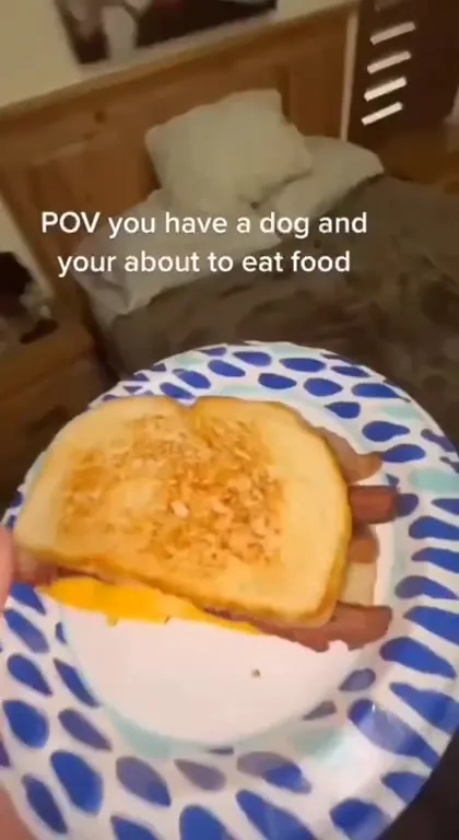 Dog Wants Your Sandwich