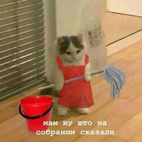 Котёнок после собрания