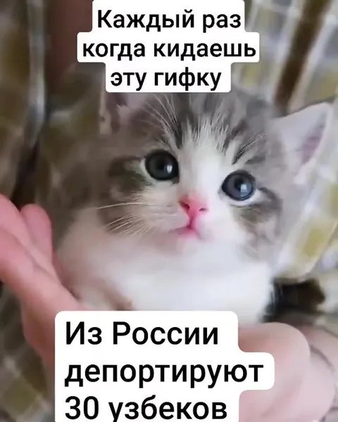 Котик после депортации узбеков