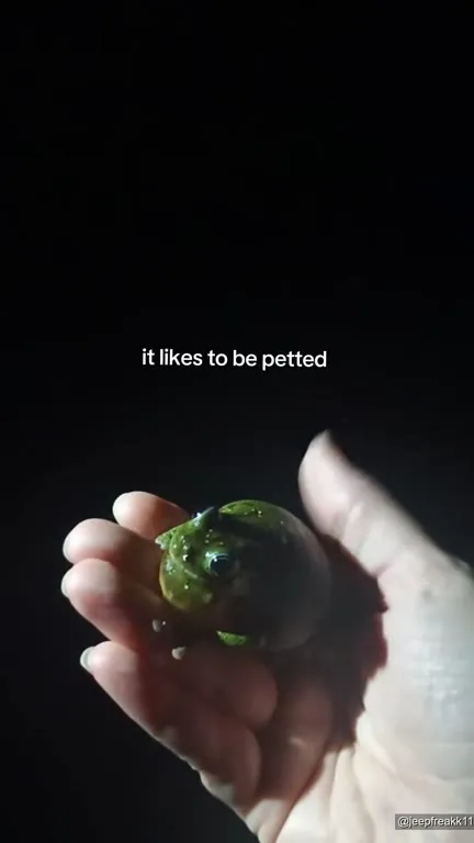 Frog Likes Being Petted