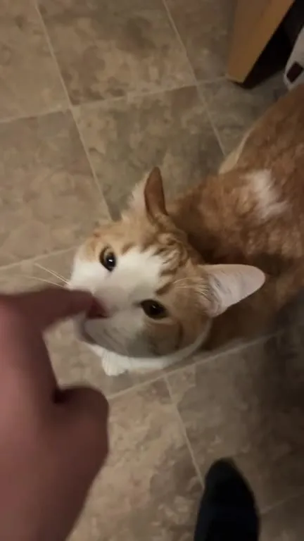 Кот везде ходит за хозяином