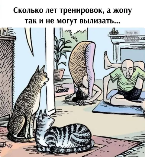 Коты оценивают растяжку