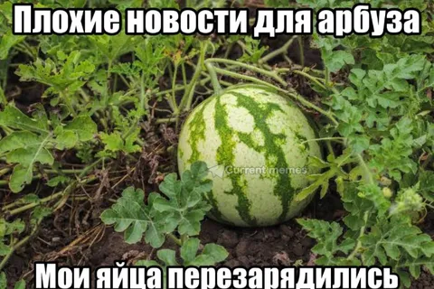Арбуз с перезаряженными яйцами