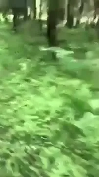 Медведь угощается пиццей