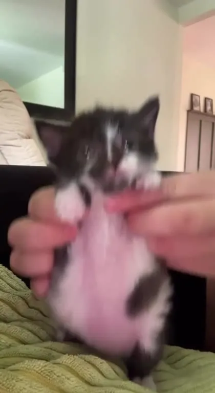 Котёнок танцует под пердёж
