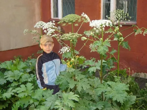 Ребёнок среди борщевика