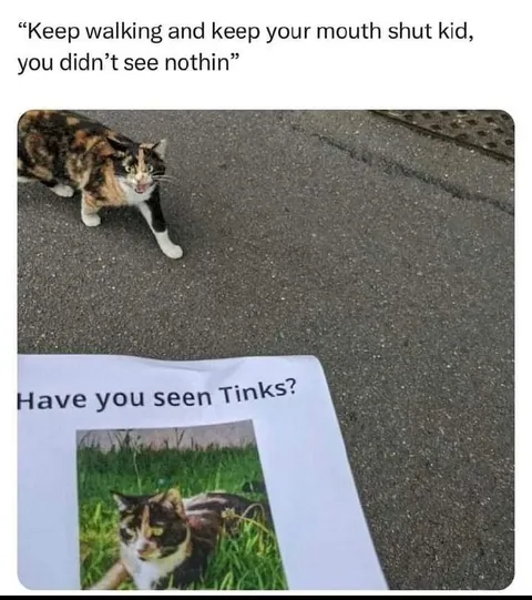 Cat Witnesses Her Own Missing Poster