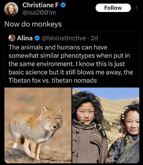 Tibetan Fox Versus Tibetan Nomads