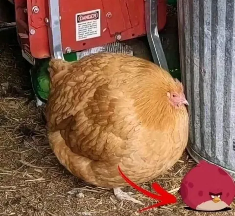 Angry Bird Chicken Comparison